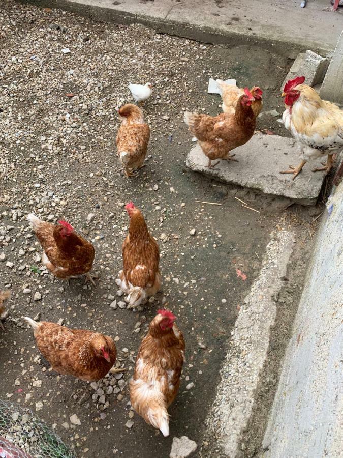Gite Les Combes Terrasse 01340 Etrez Bresse Vallons ภายนอก รูปภาพ